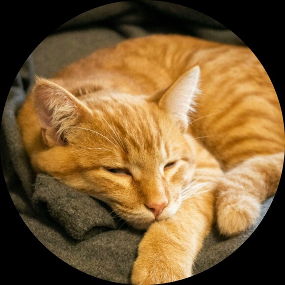 orangecatlover7